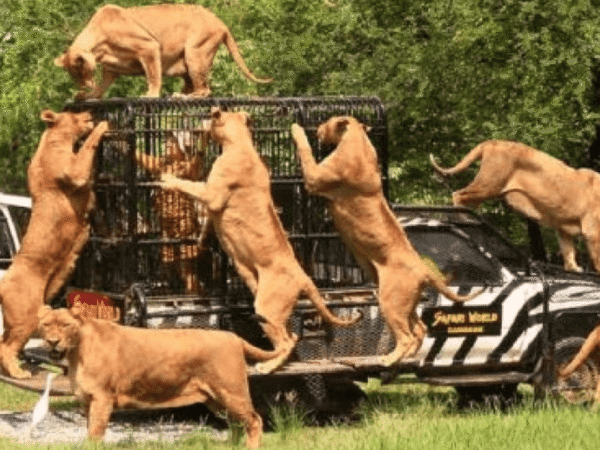 Bangkok Safari World Tickets